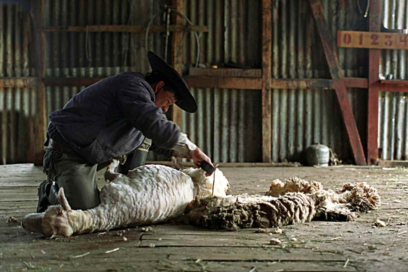 Sheep shearing - Estancia Nibepo Aike