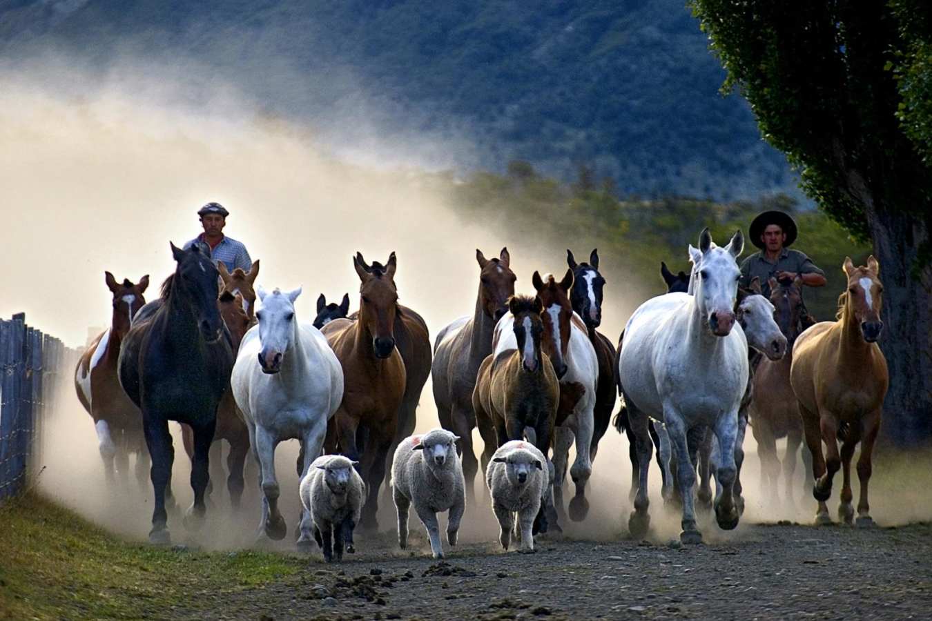 Gauchos at work - Estancia Nibepo Aike