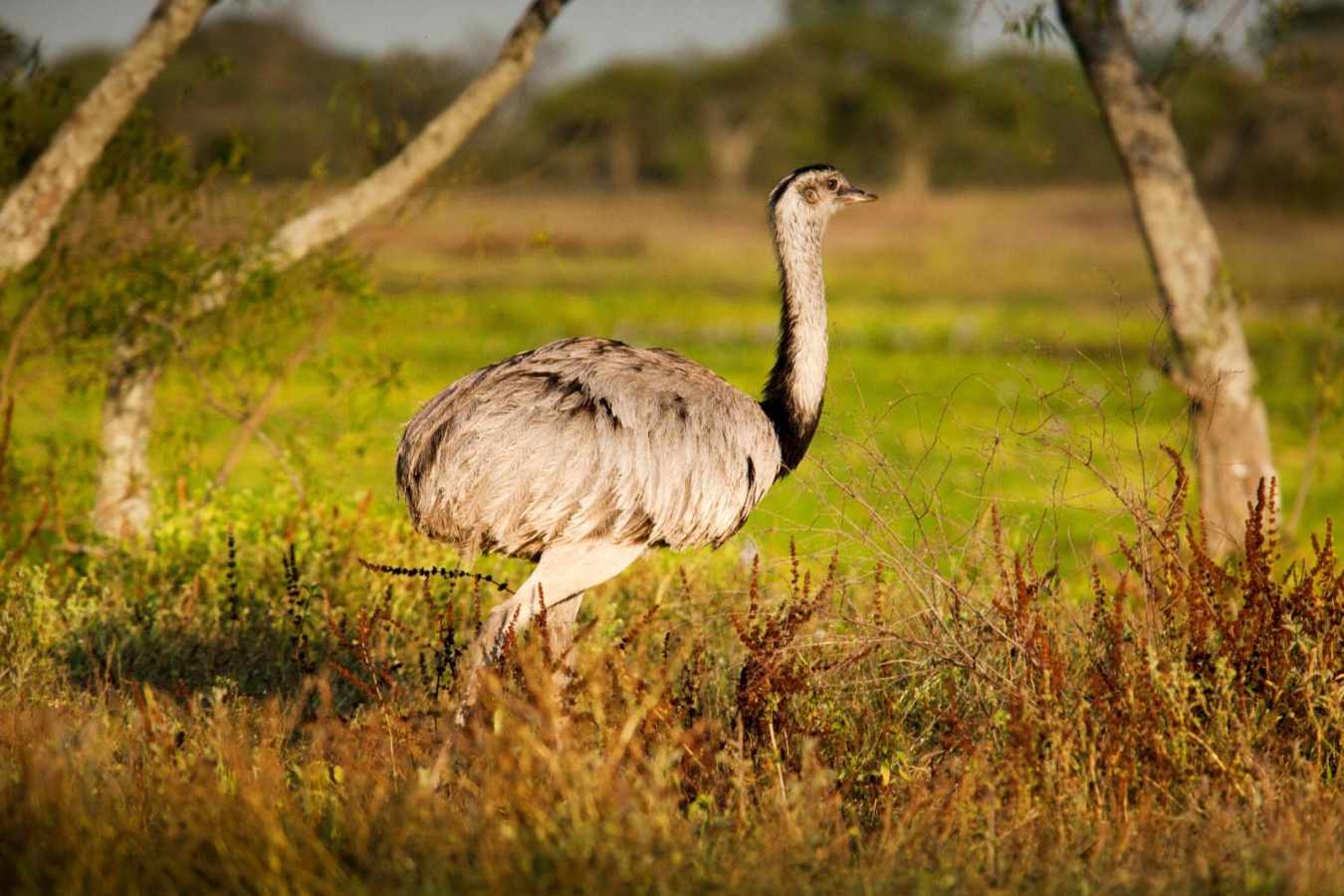 Rhea - Estancia Rincón del Socorro