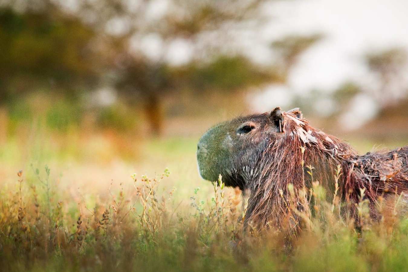Capybara - Estancia Rincón del Socorro