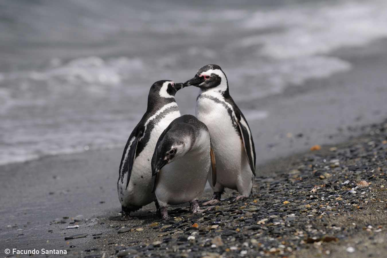 Penguins - Los Cauquenes Resort & Spa