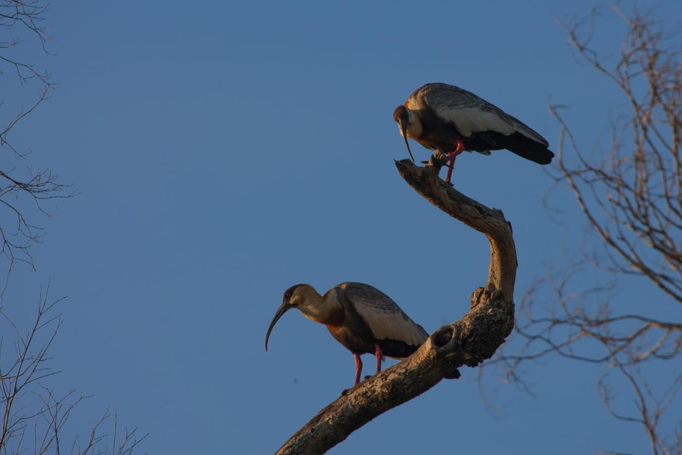 Great birding - Puerto Valle
