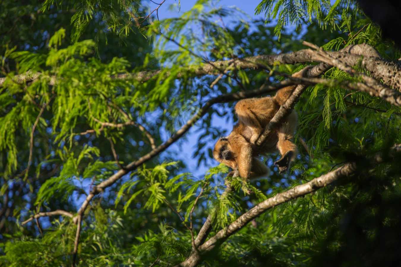 Monkey - Puerto Valle