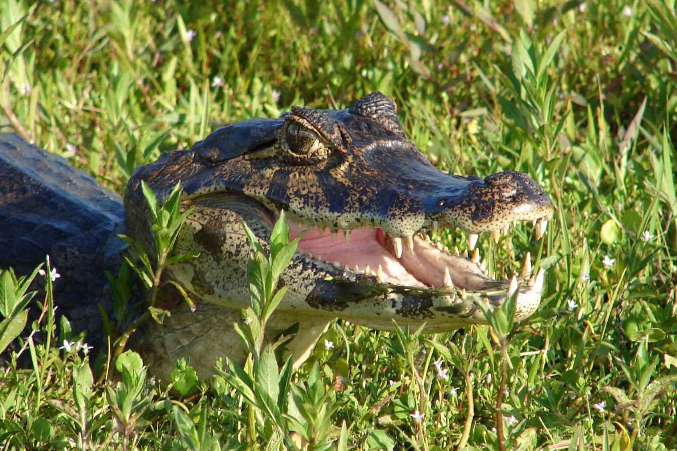 Cayman - Puerto Valle