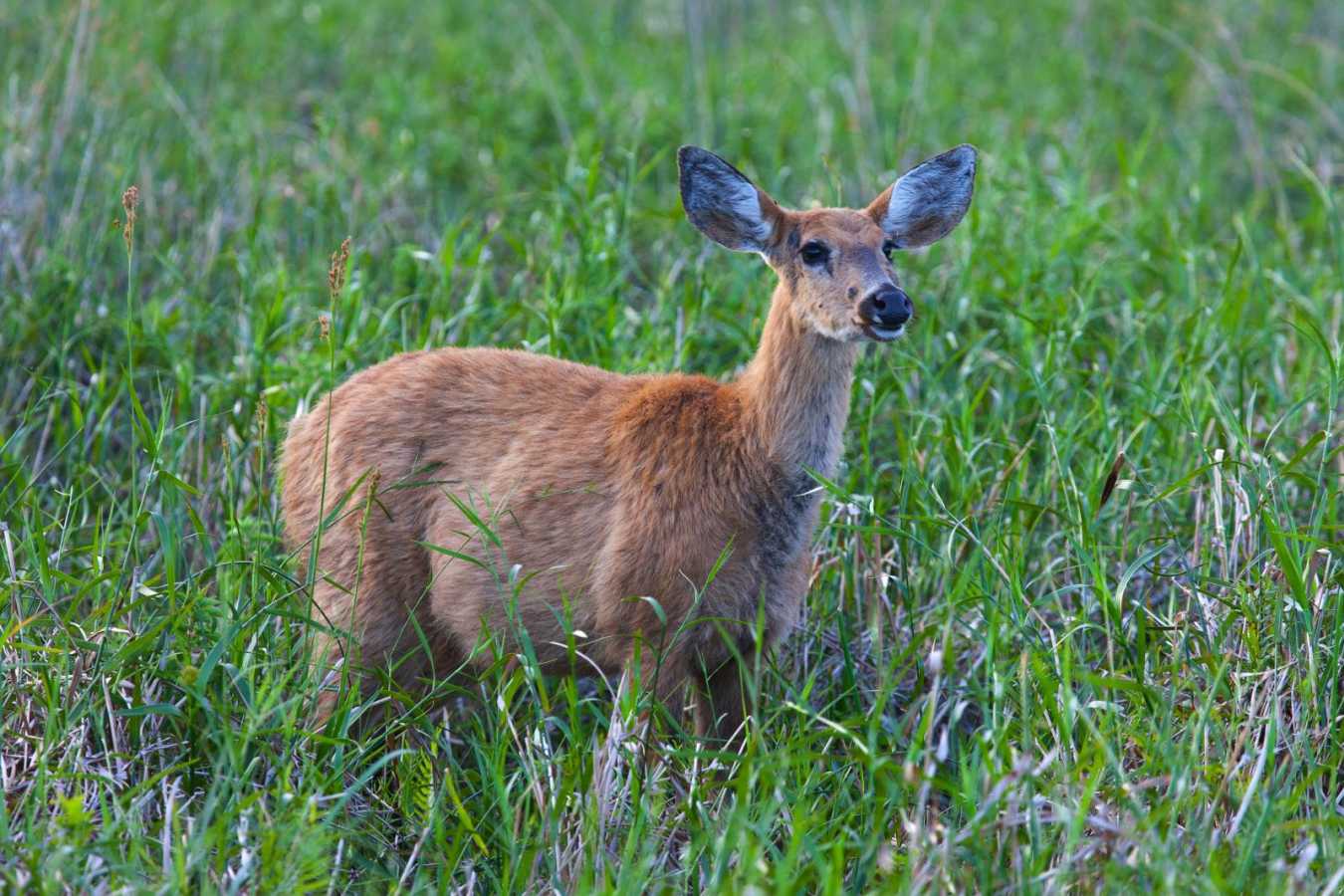 Wildlife - Puerto Valle