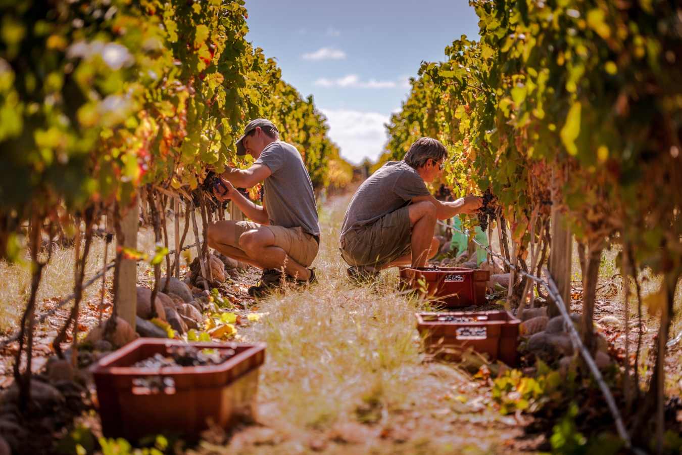 Grape picking - The Vines Resort & Spa