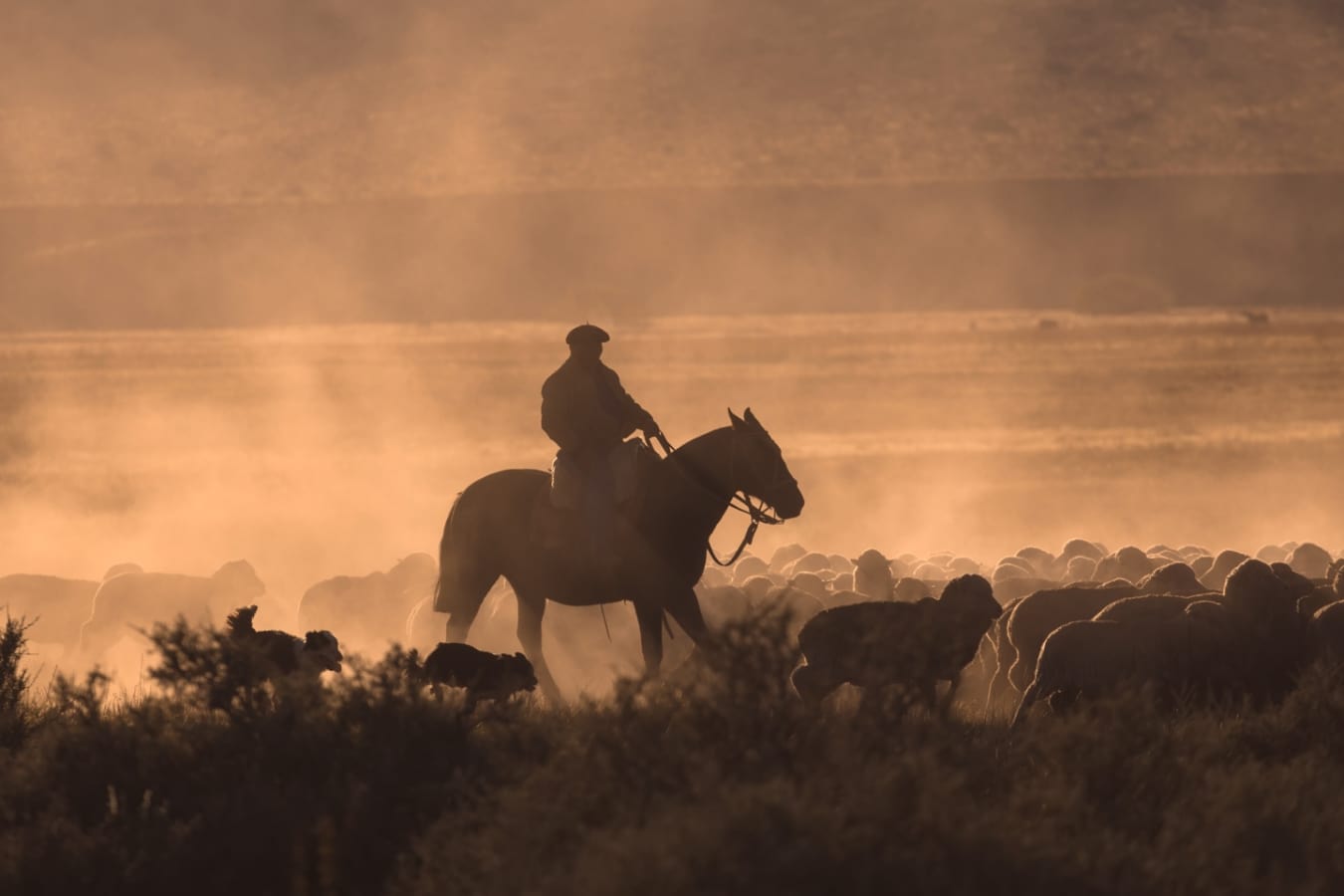 Gaucho