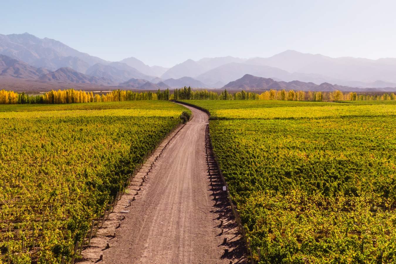 Vineyards - Mendoza