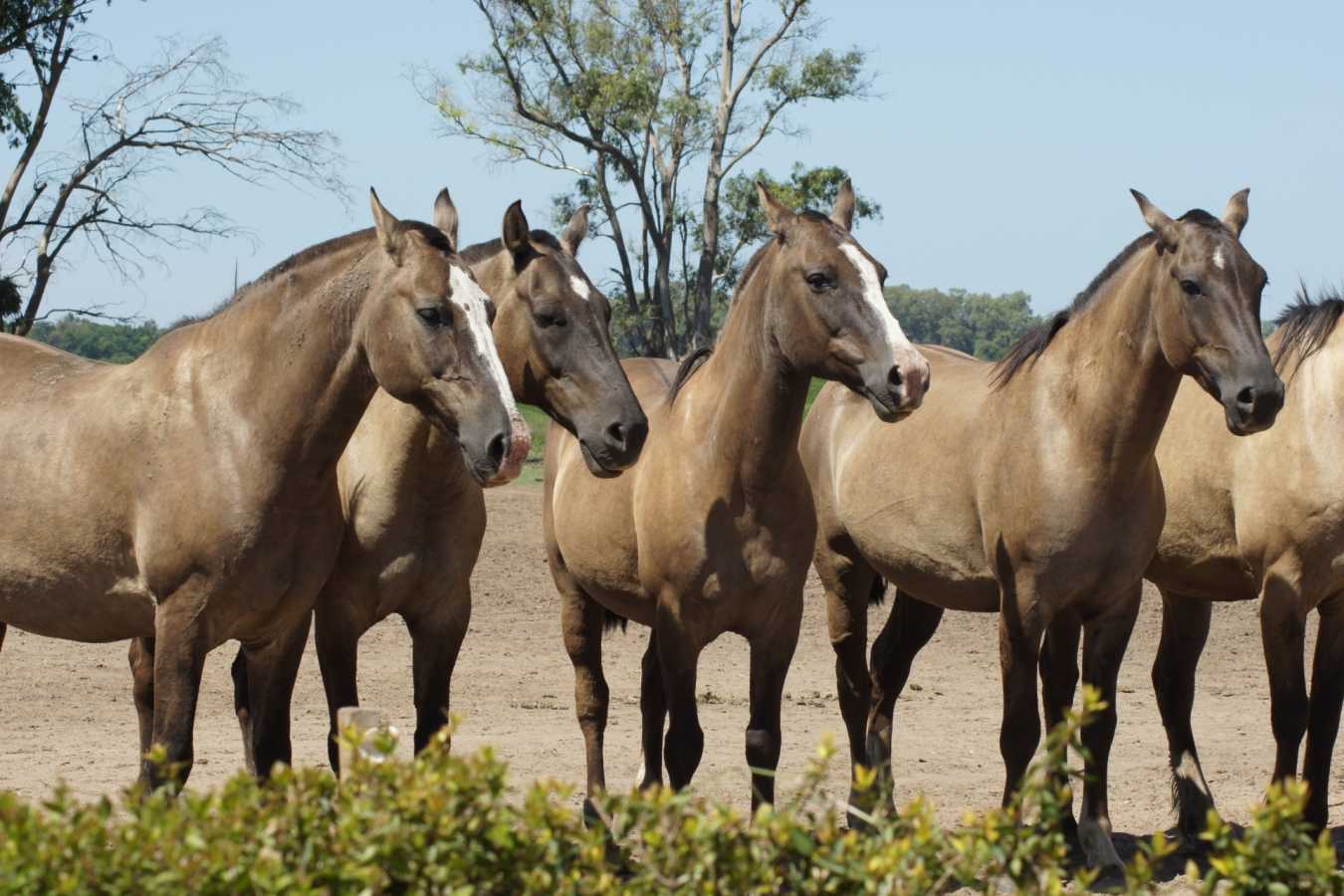 Horses