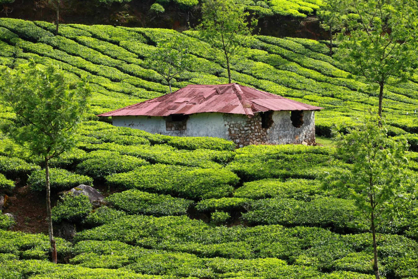 Munnar - Kerala