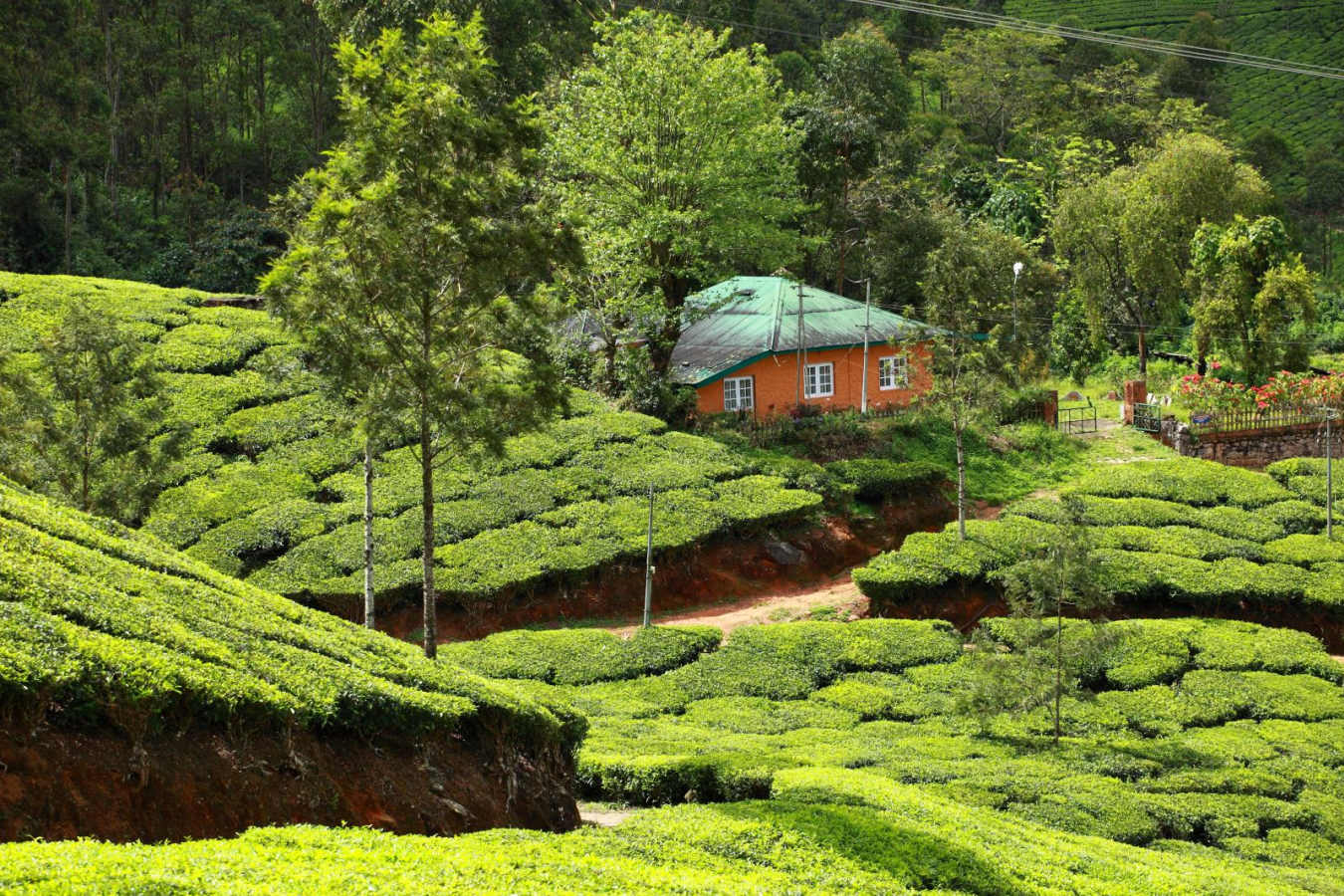 Munnar - Kerala