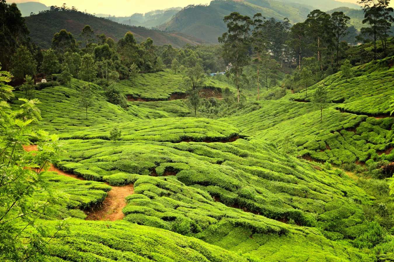 Munnar - Kerala