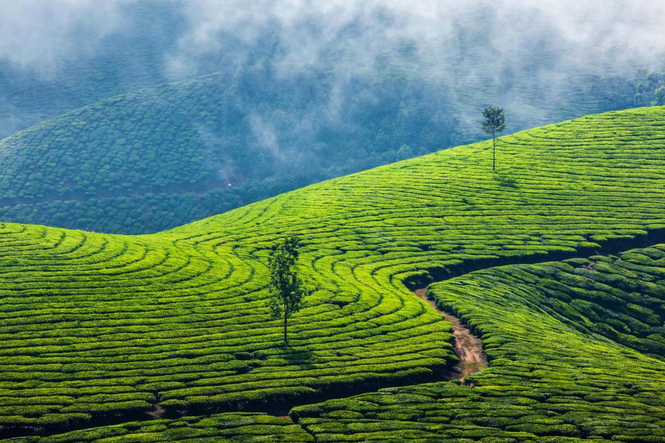 Munnar - Kerala
