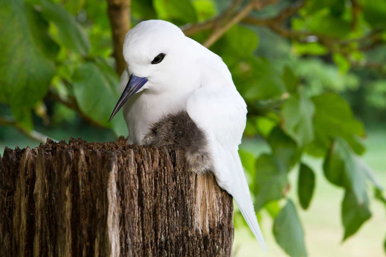 White Tern and chick - Arajilla
