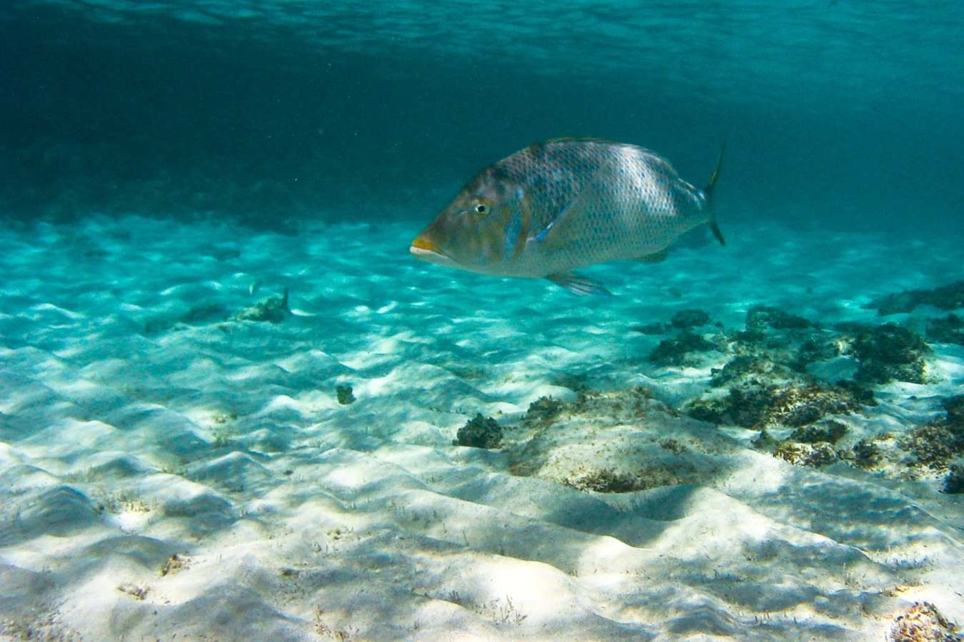 Spangled Emperor fish - Arajilla