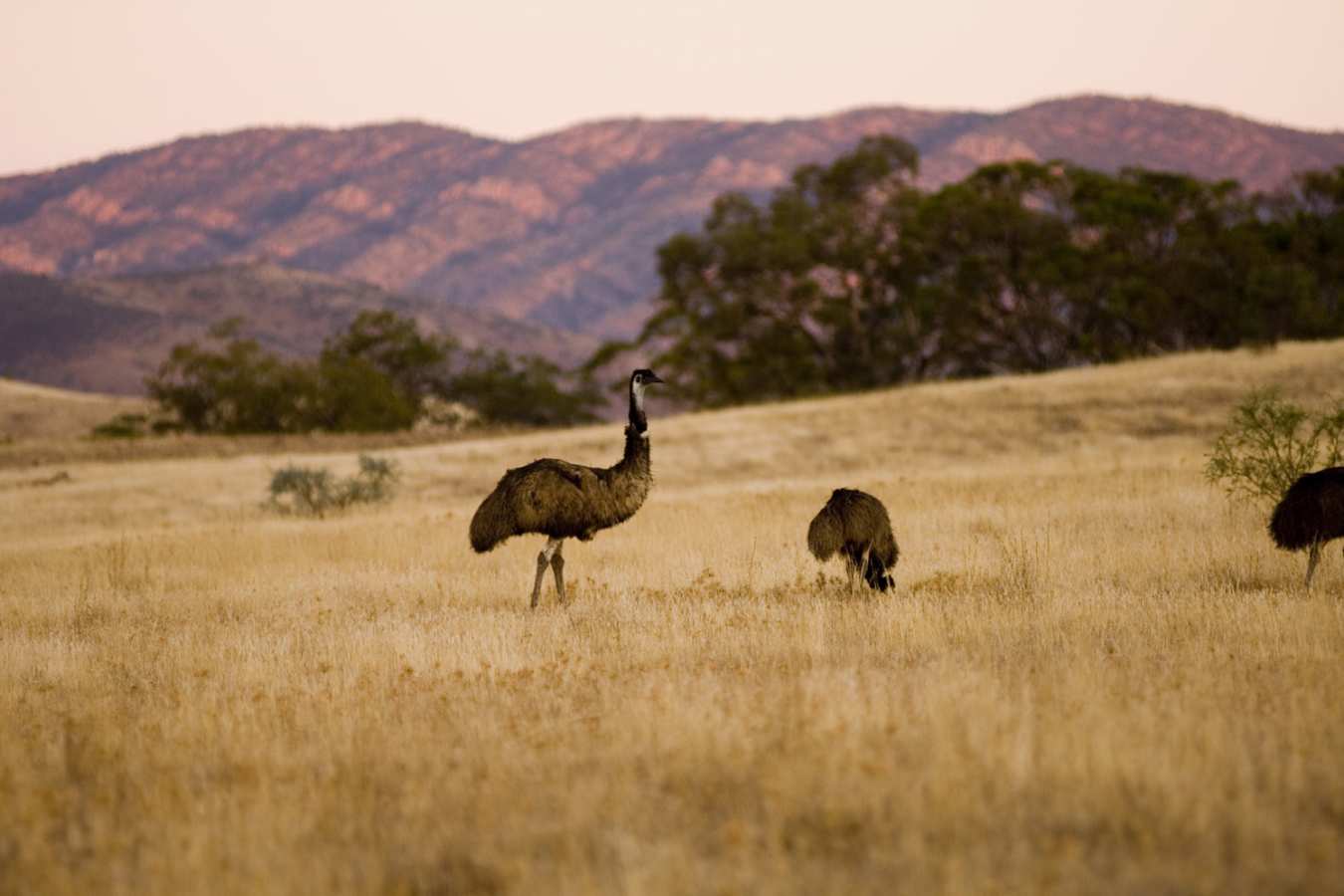 Emus - Arkaba