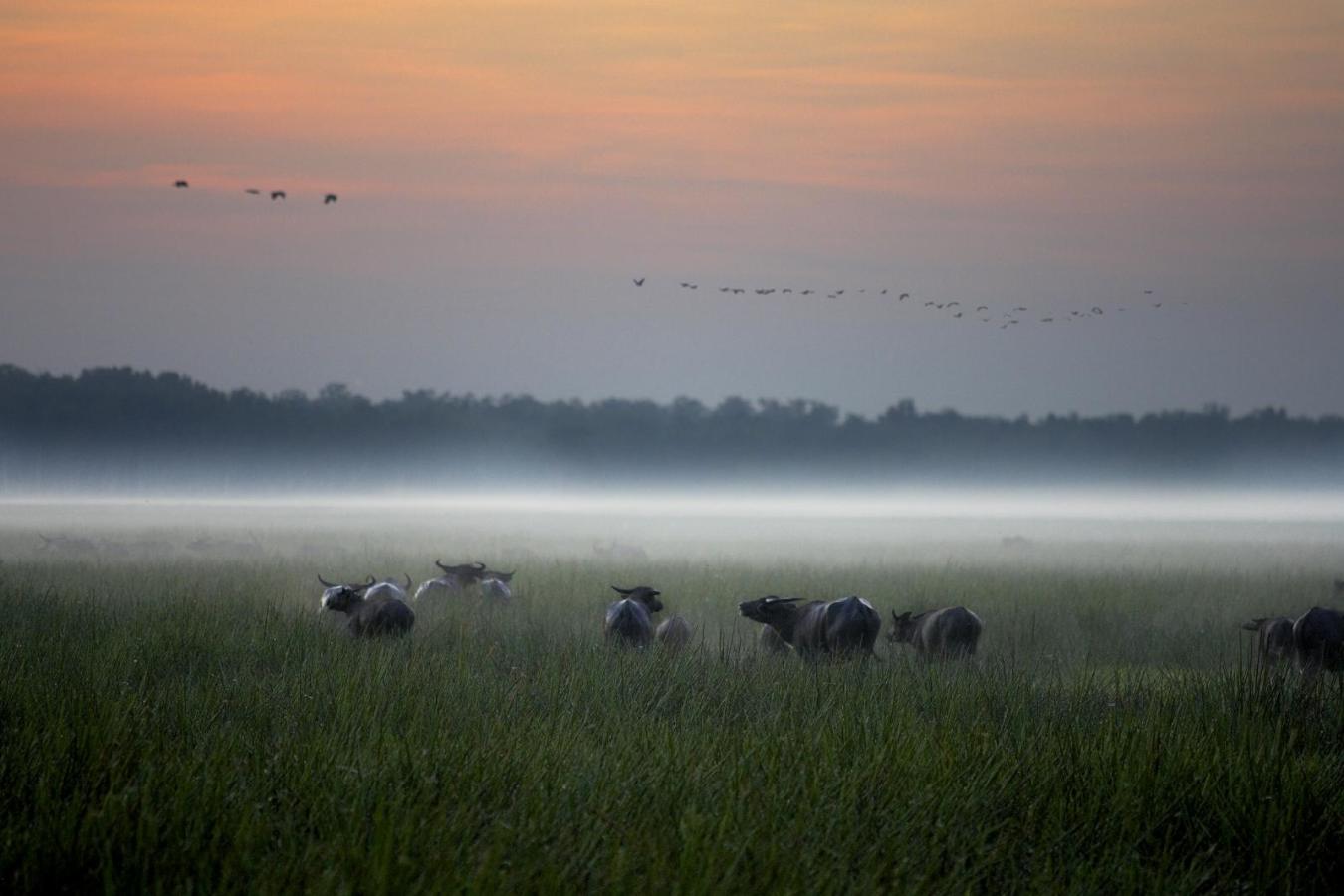 Buffalo at dawn - Bamurru Plains