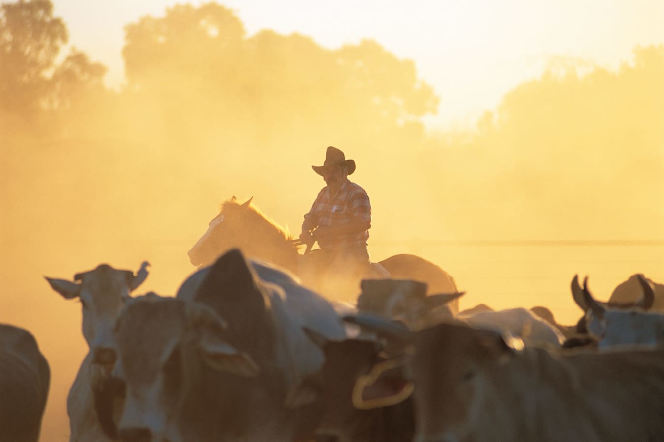 Mustering in the outback - Bullo River Station