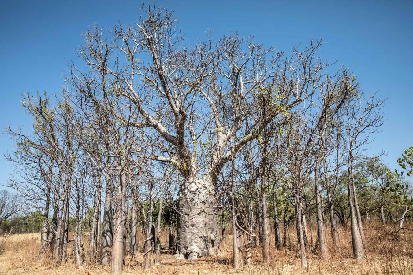 Baobab Tree - Bullo River Station