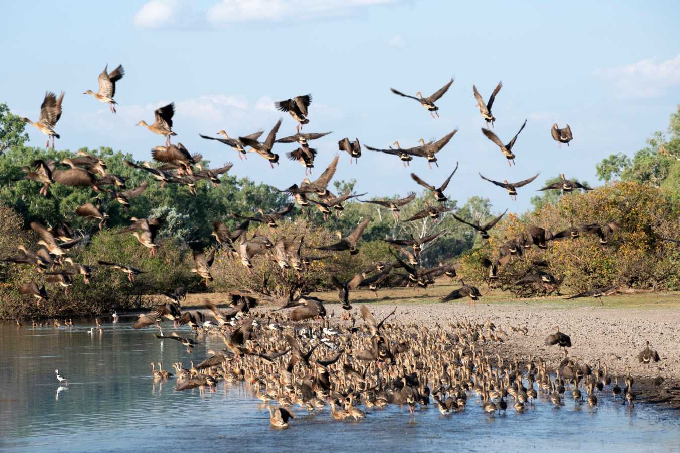 Birdlife - Bullo River Station
