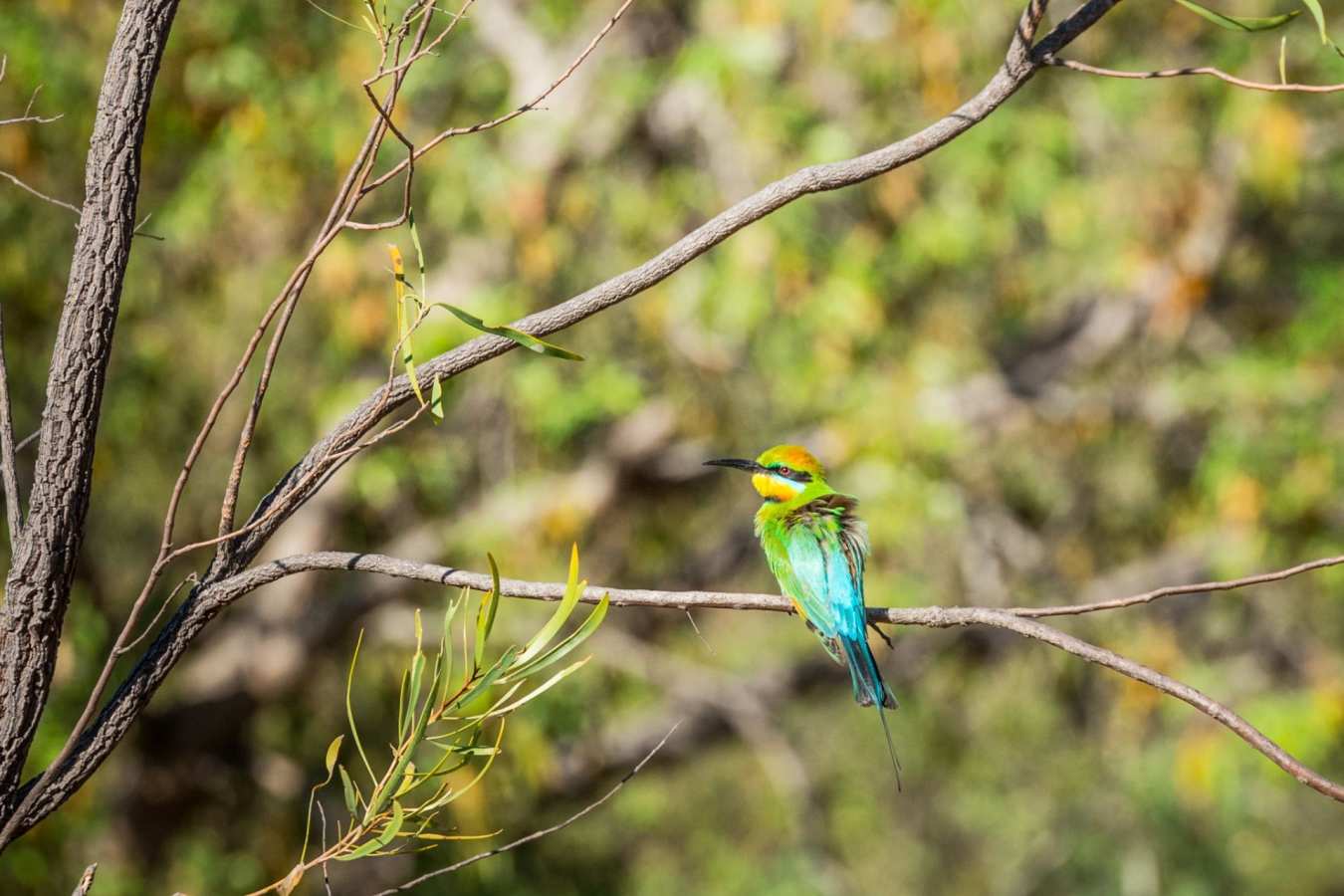 Birdlife - El Questro Homestead 