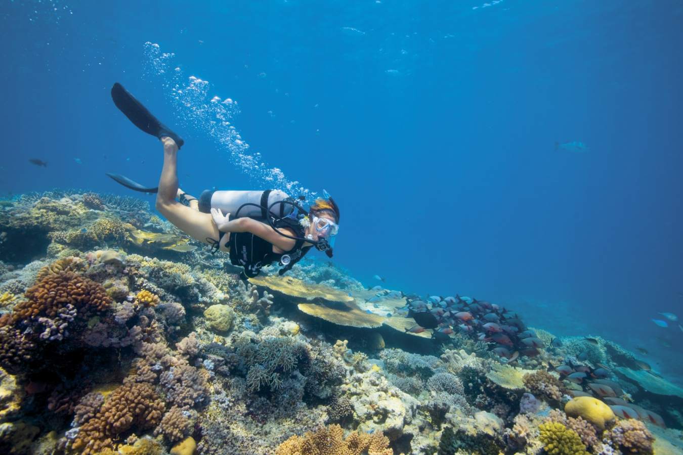 Diving - Lizard Island