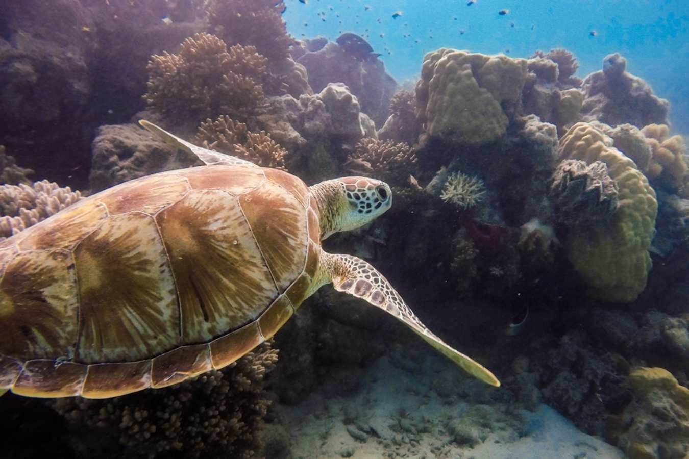 Turtle - Lizard Island