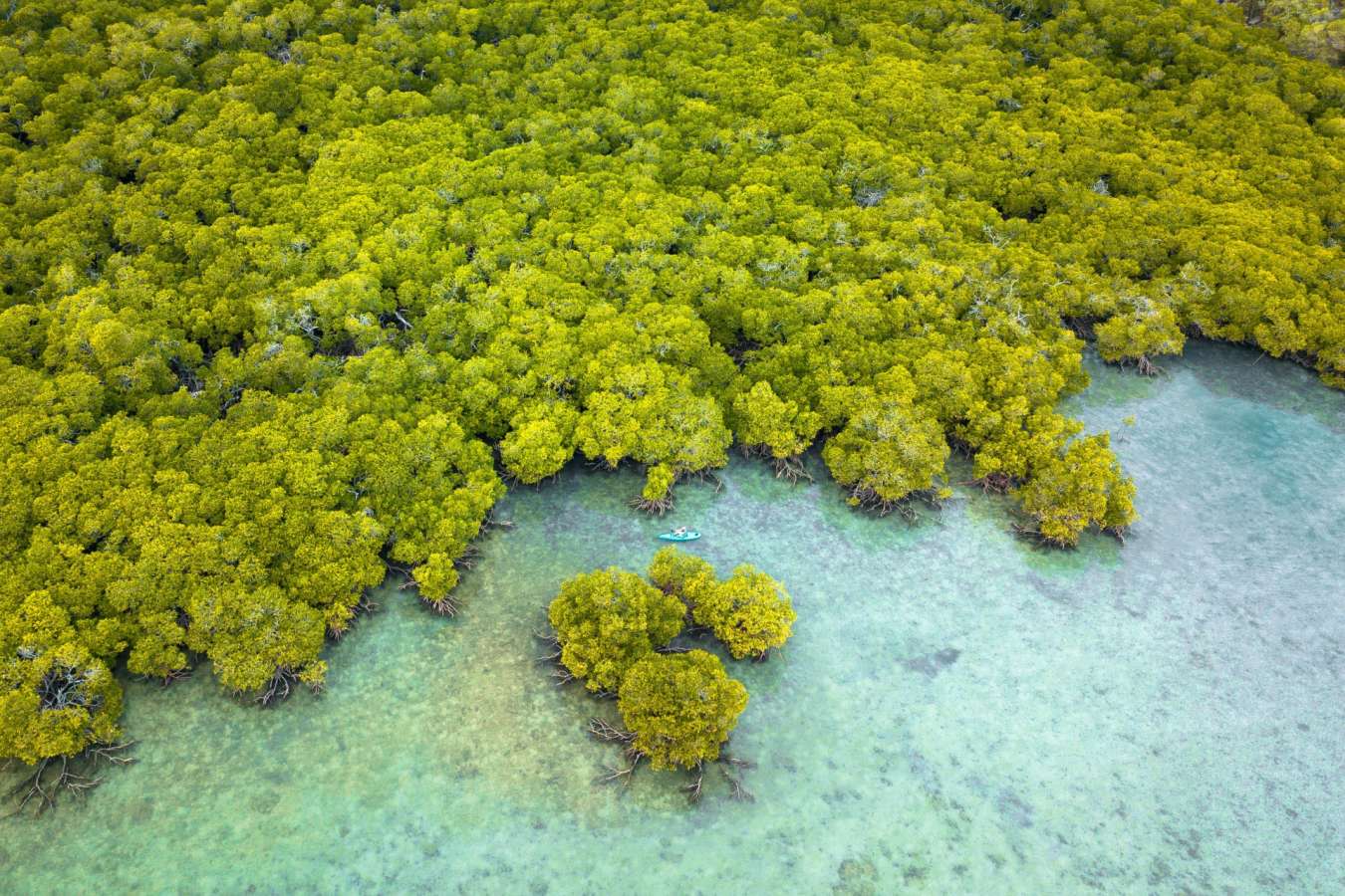 Mangrove - Orpheus Island 