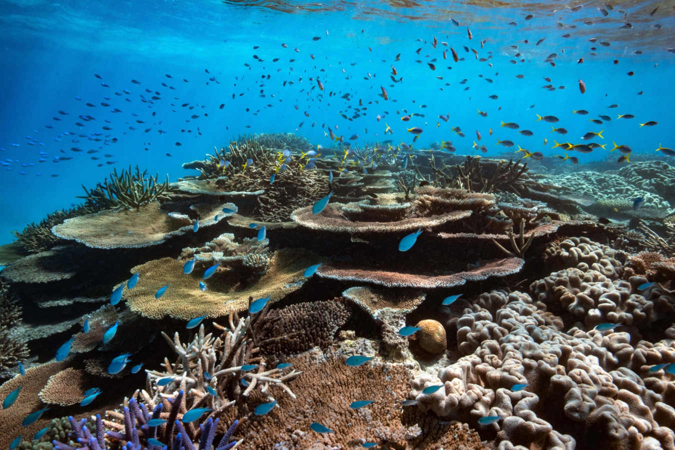 Marine Life - Orpheus Island 