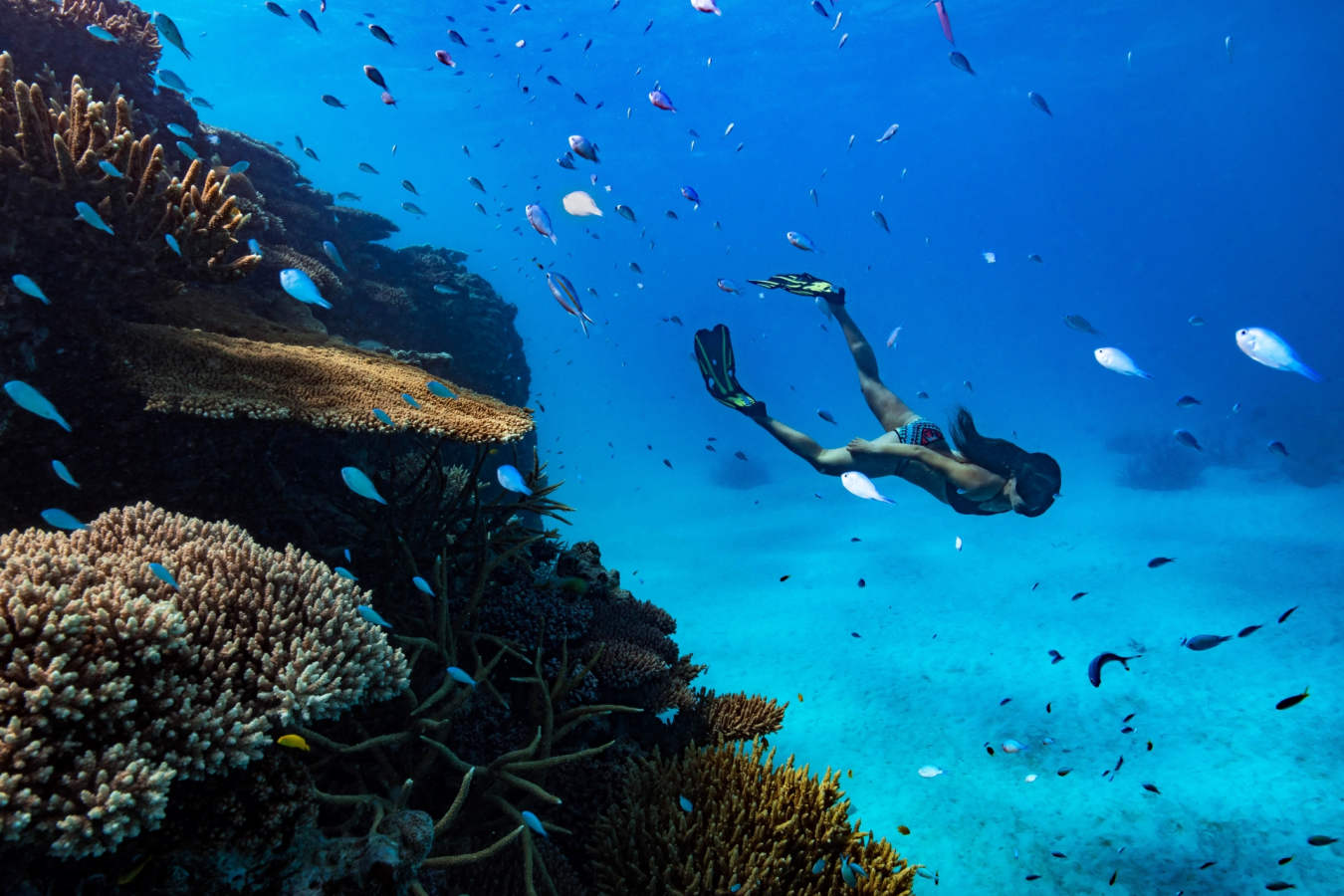 Snorkelling - Orpheus Island 