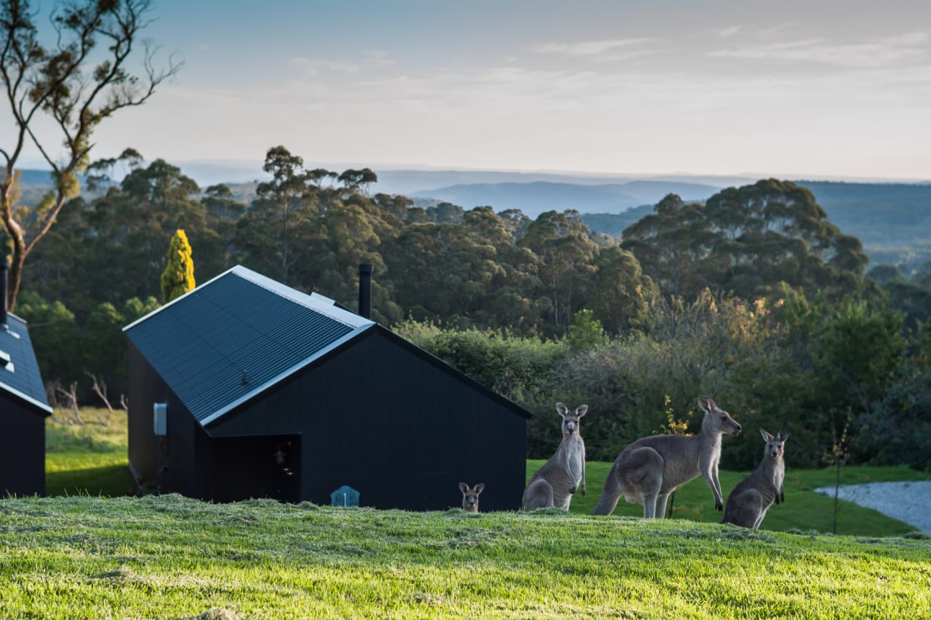 Kangaroo Near the Forest Lodges