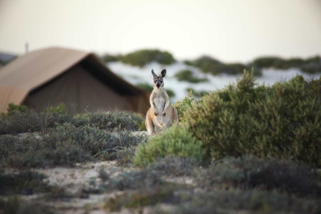 A camp visitor - Sal Salis