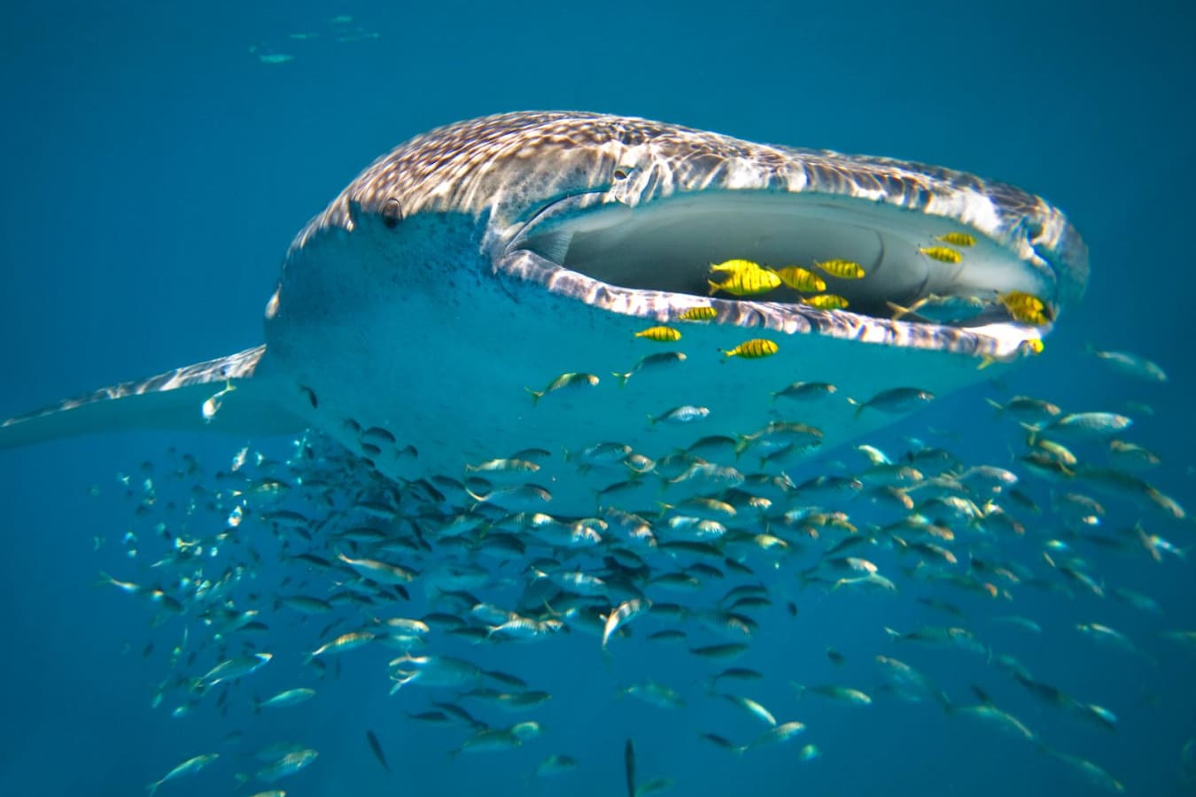 Life under the sea - Sal Salis