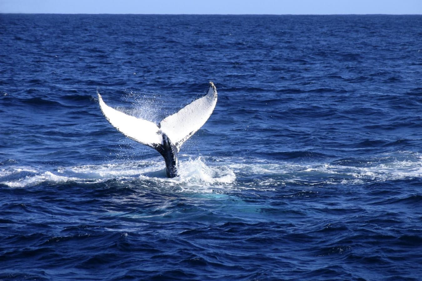 Sebourn Pursuit Whale