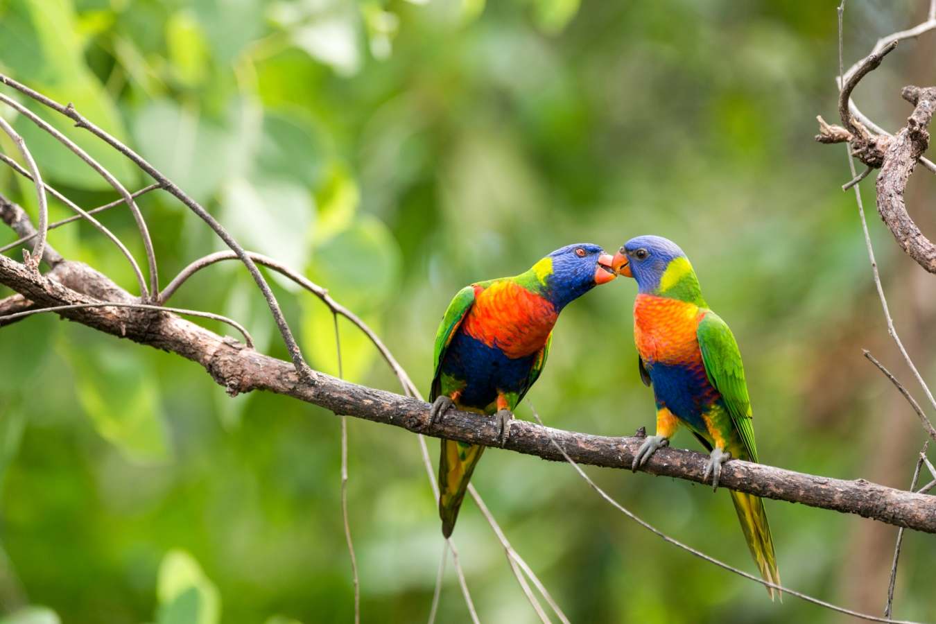 The local birdlife - Thala Beach Lodge