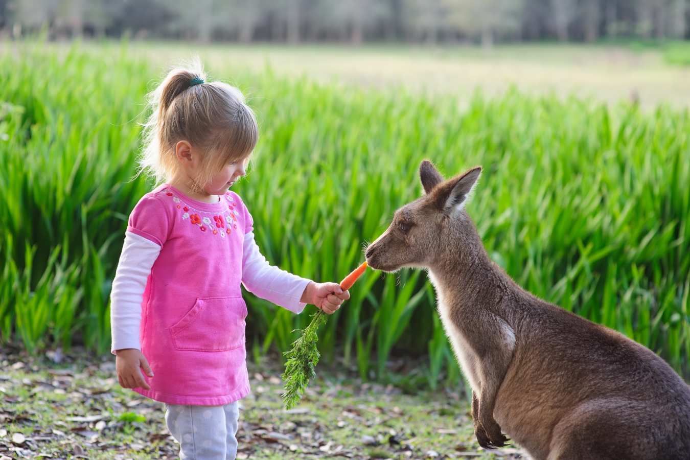 Child with Kangaroo 