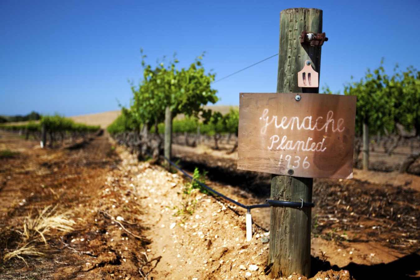Vineyards -
