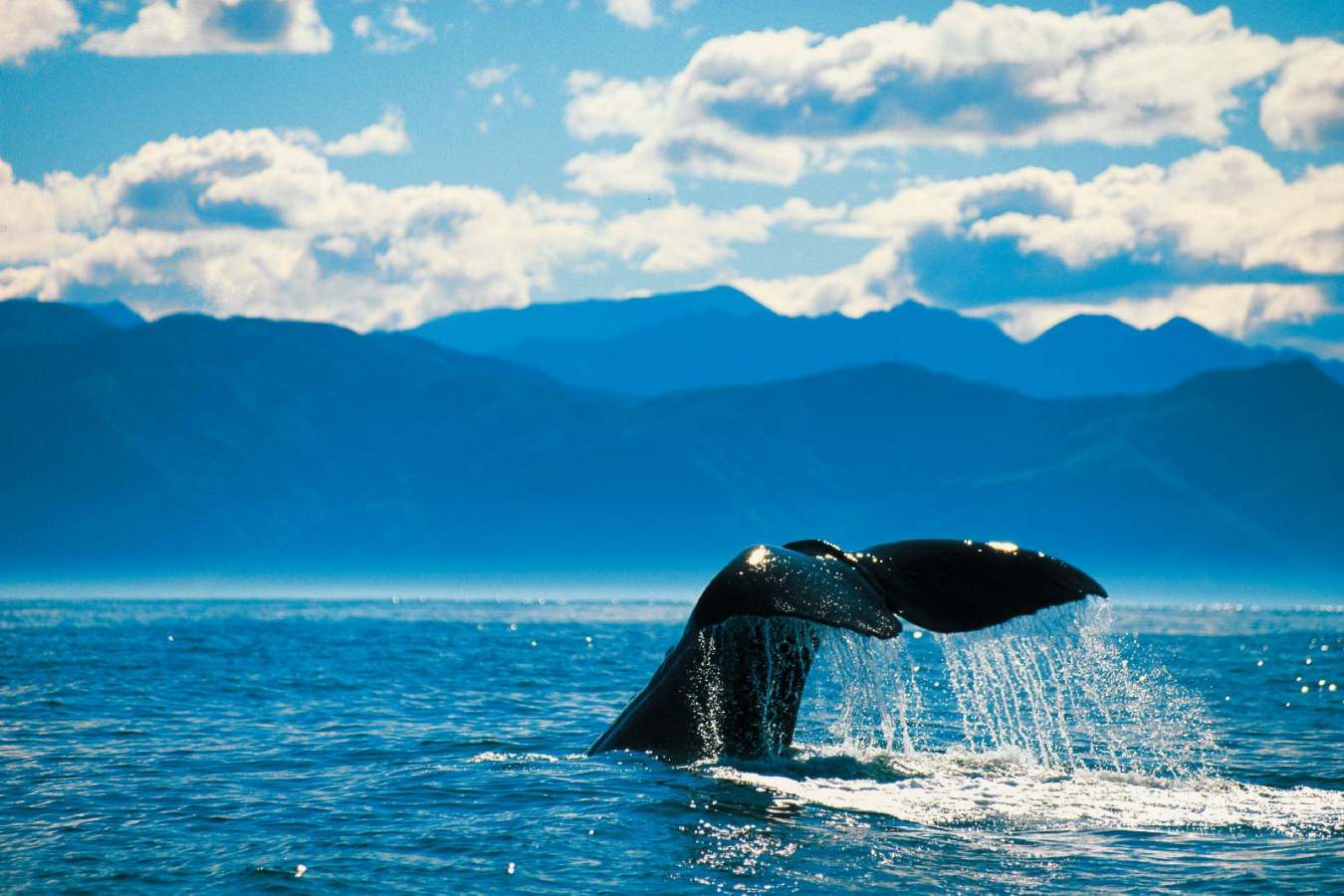 Whale watching - Ultimate Australia and New Zealand