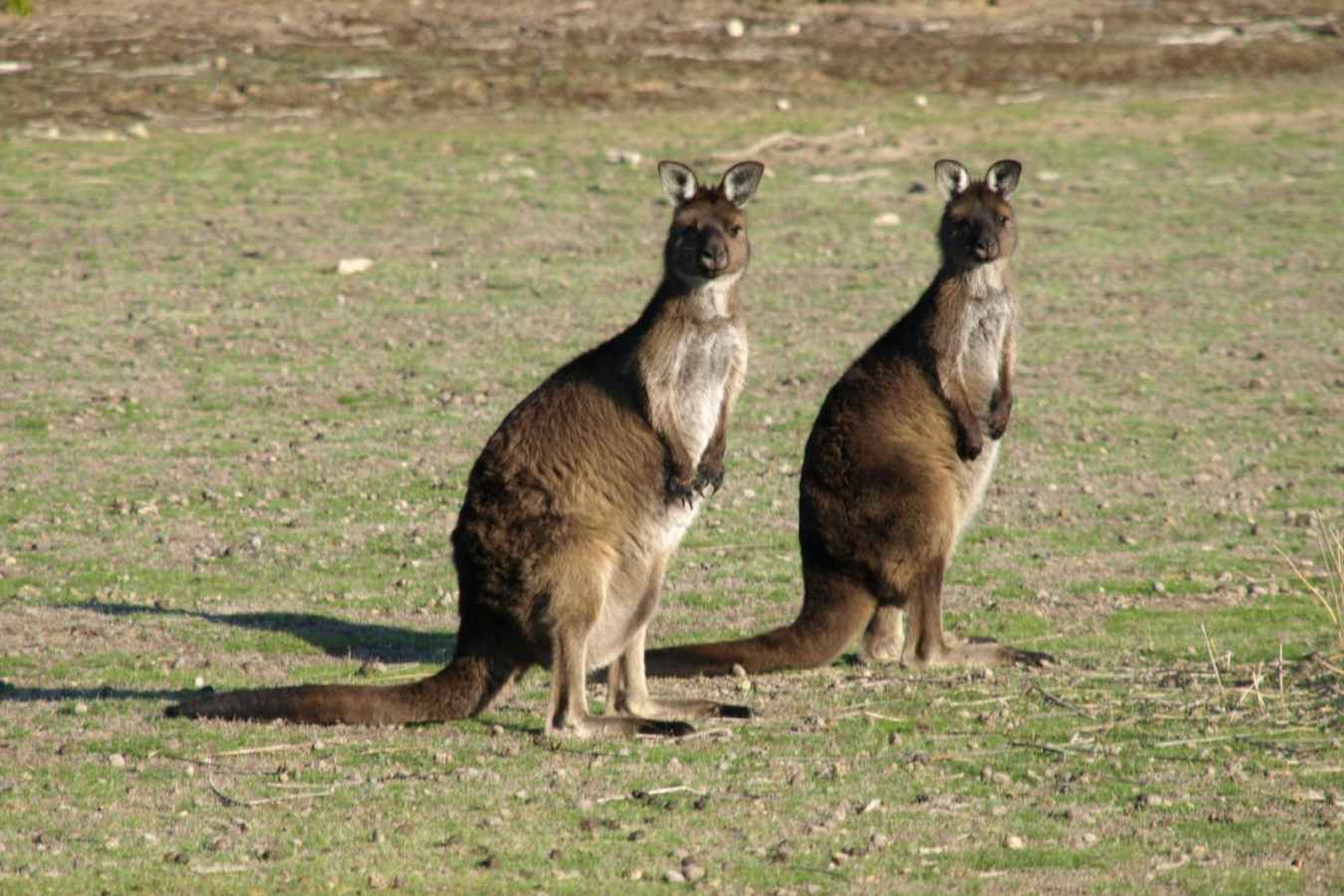 Kangaroos - Ultimate Australia and New Zealand