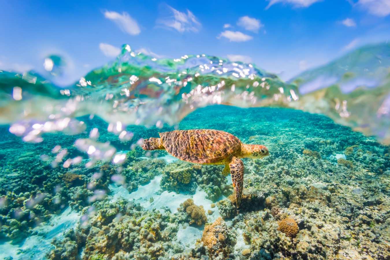 Whitsundays  -