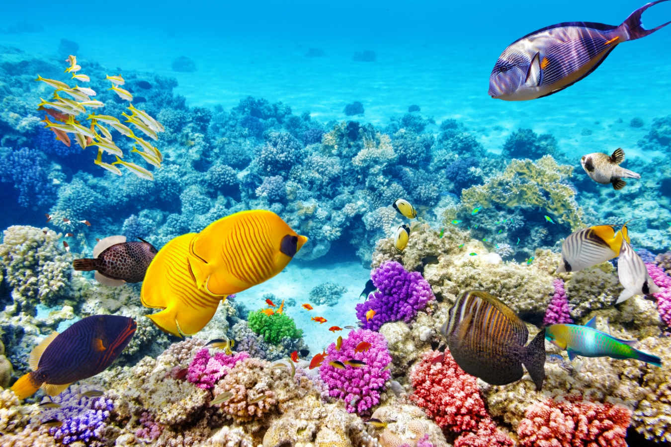 Great Barrier Reef -