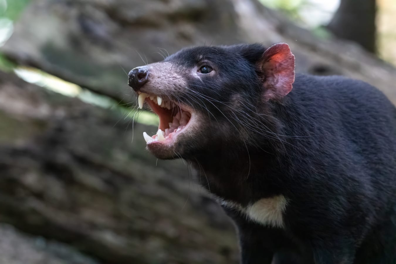 Tasmanian Devil 