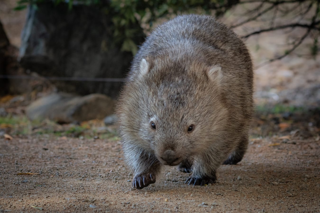 Wombat 