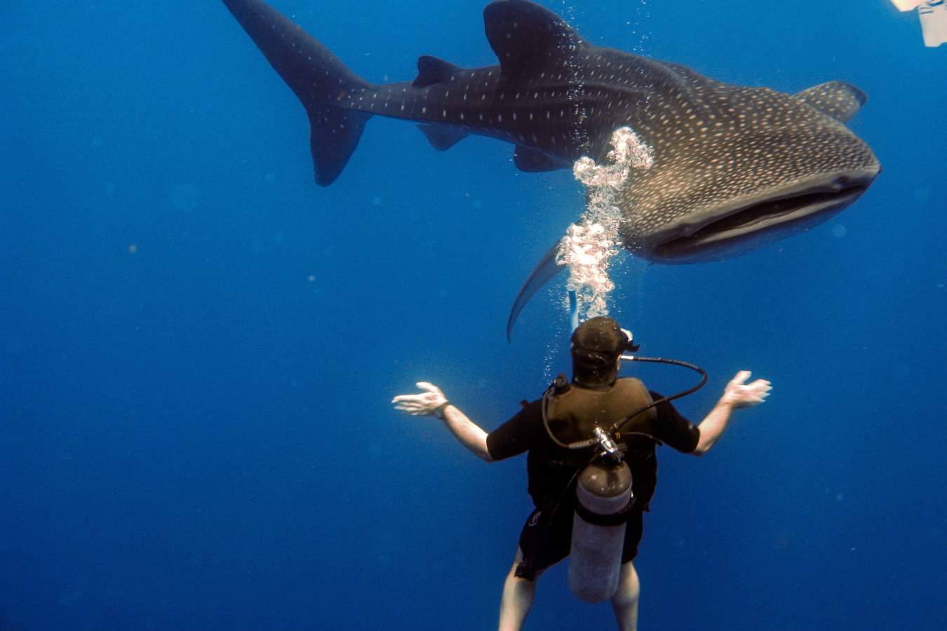 Whale shark diving - Turtle Inn