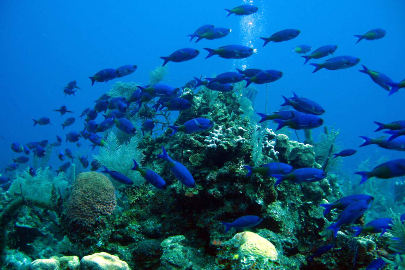 Diving - Dive into Belize