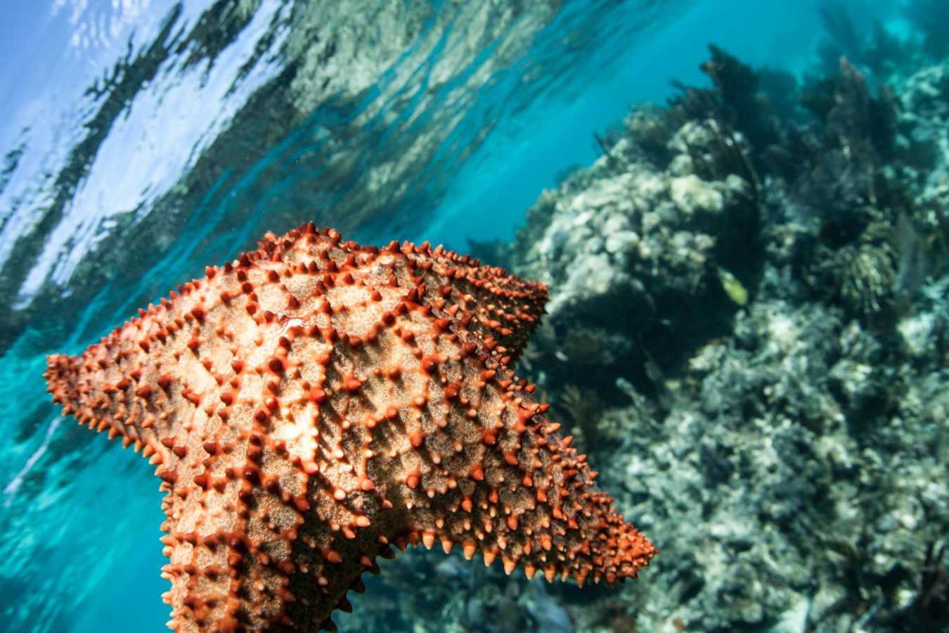 Starfish - Dive into Belize