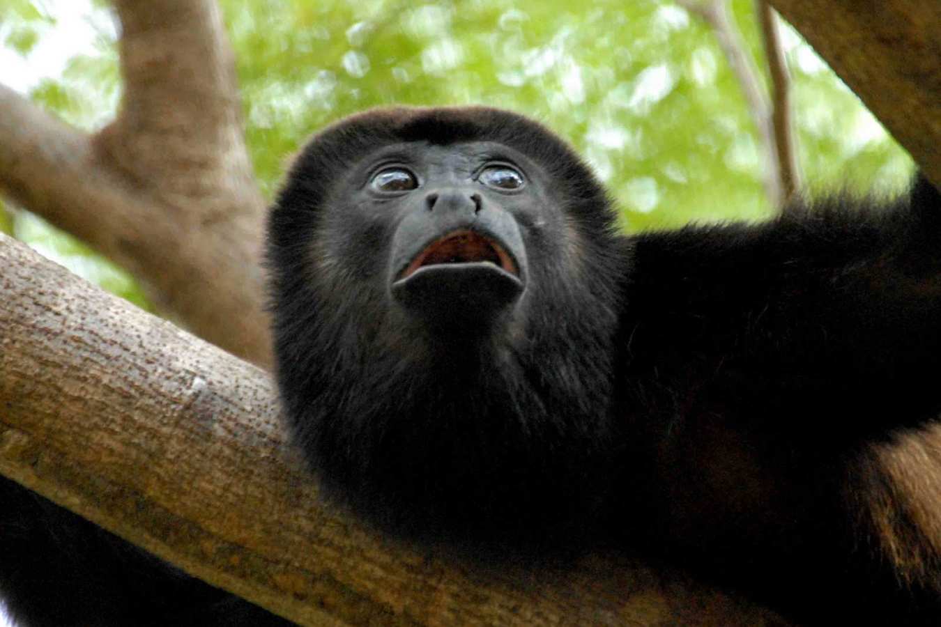 Black Howler Monkey