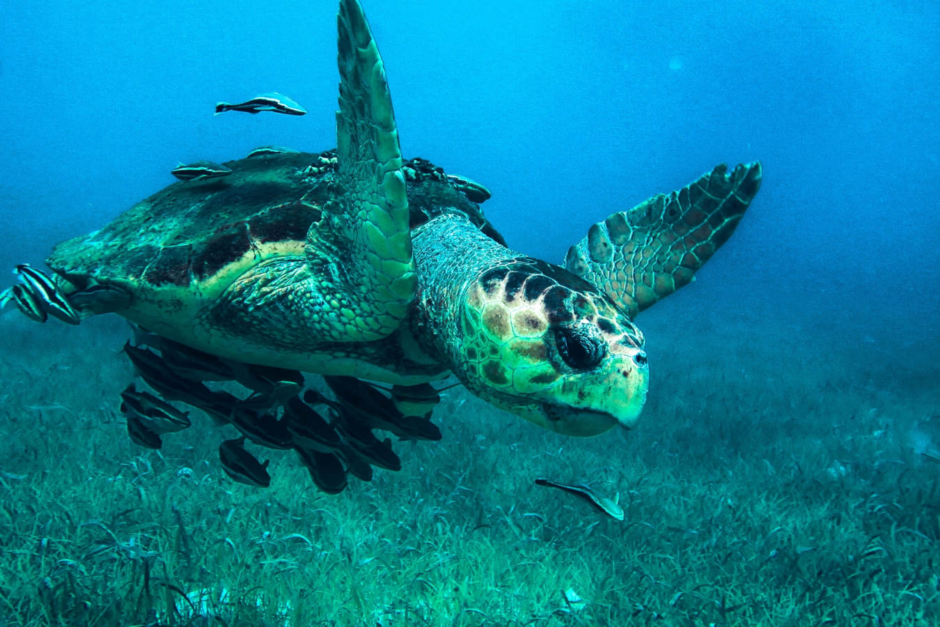 Marine life