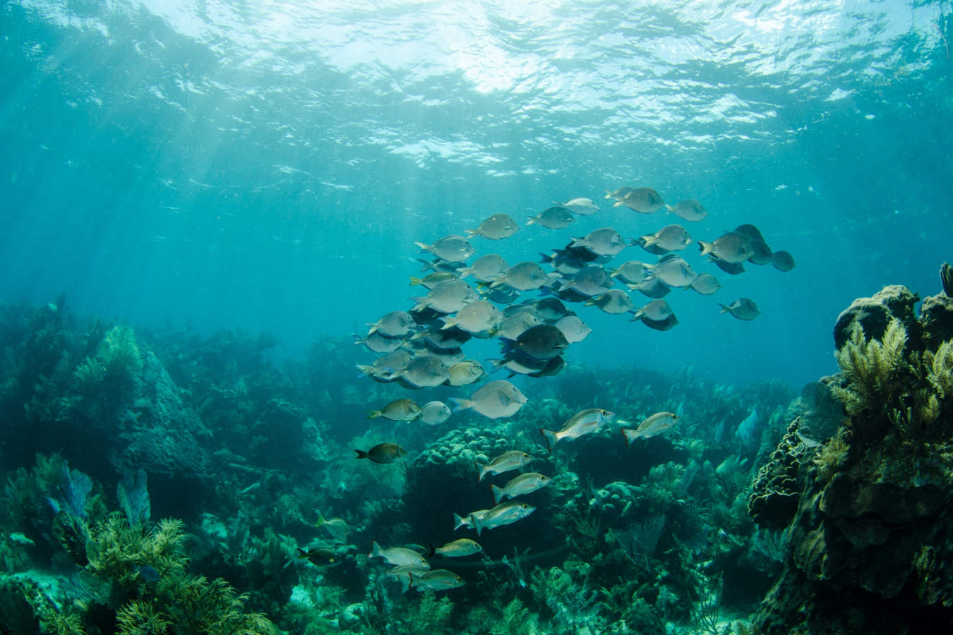 Marine life