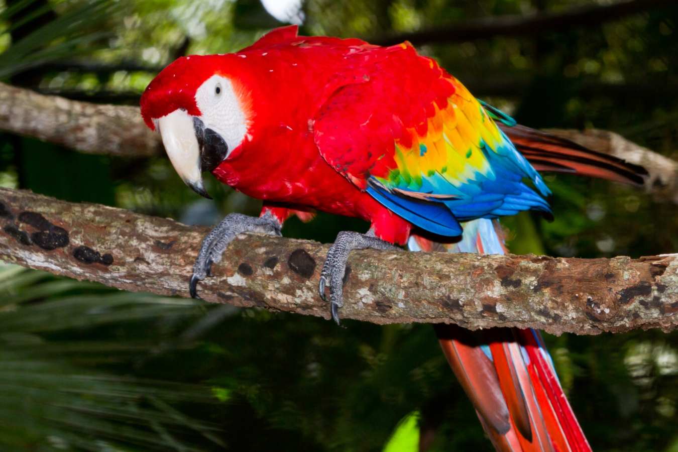 Parrot - Guatemala, Belize & Mexico for the Family